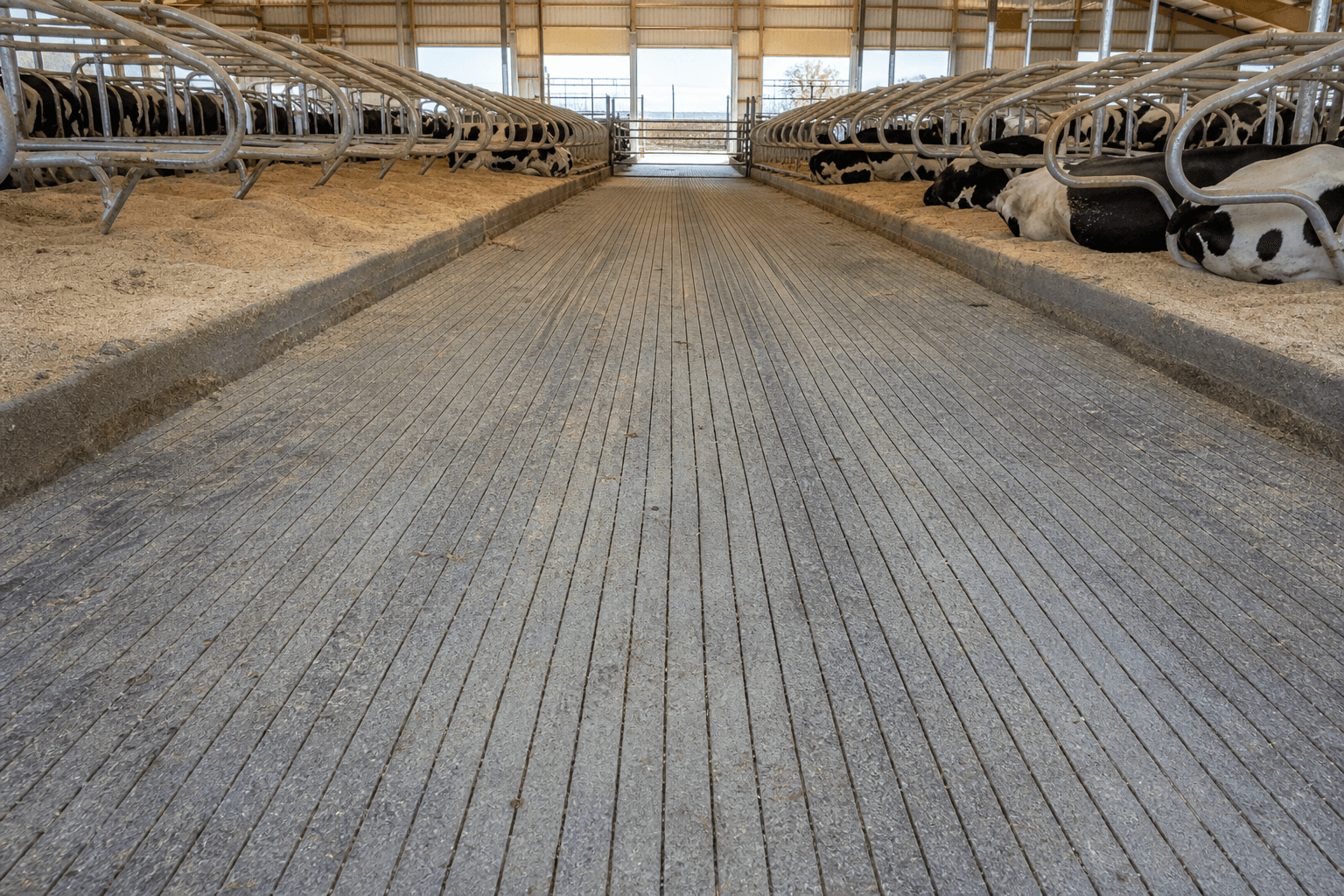 Freestall barn lanes with straight-line grooved concrete between stalls