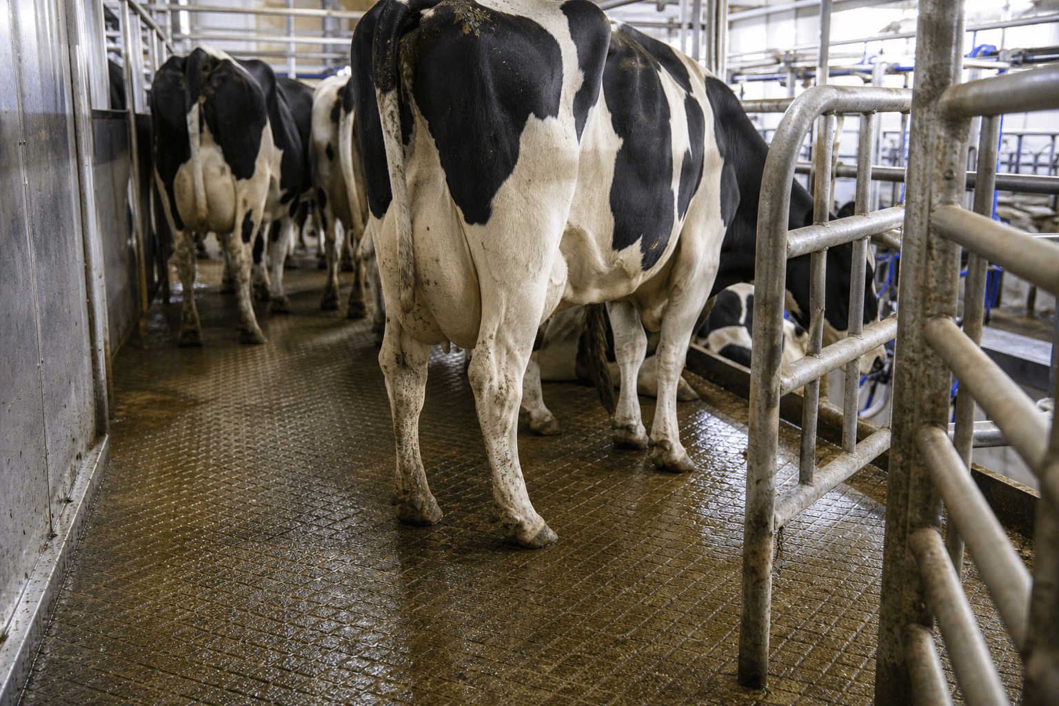 Diamond-pattern grooved holding area in a dairy milking parlor