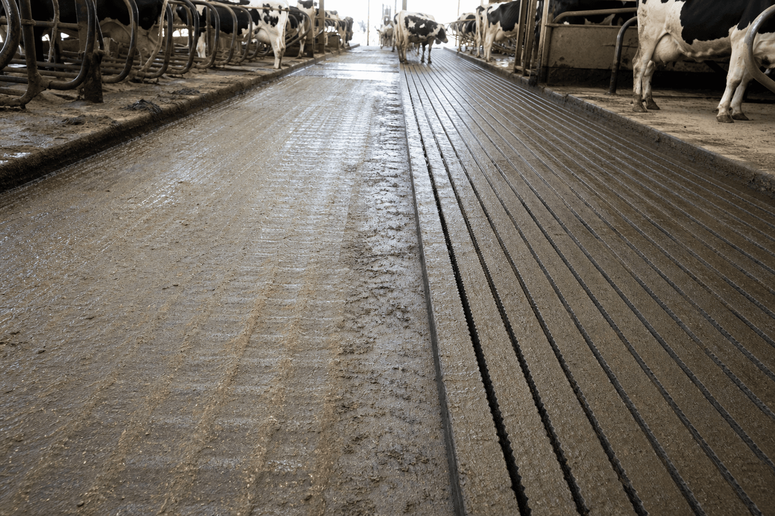 Worn barn grooves beside freshly regrooved sharp square-edged traction cuts