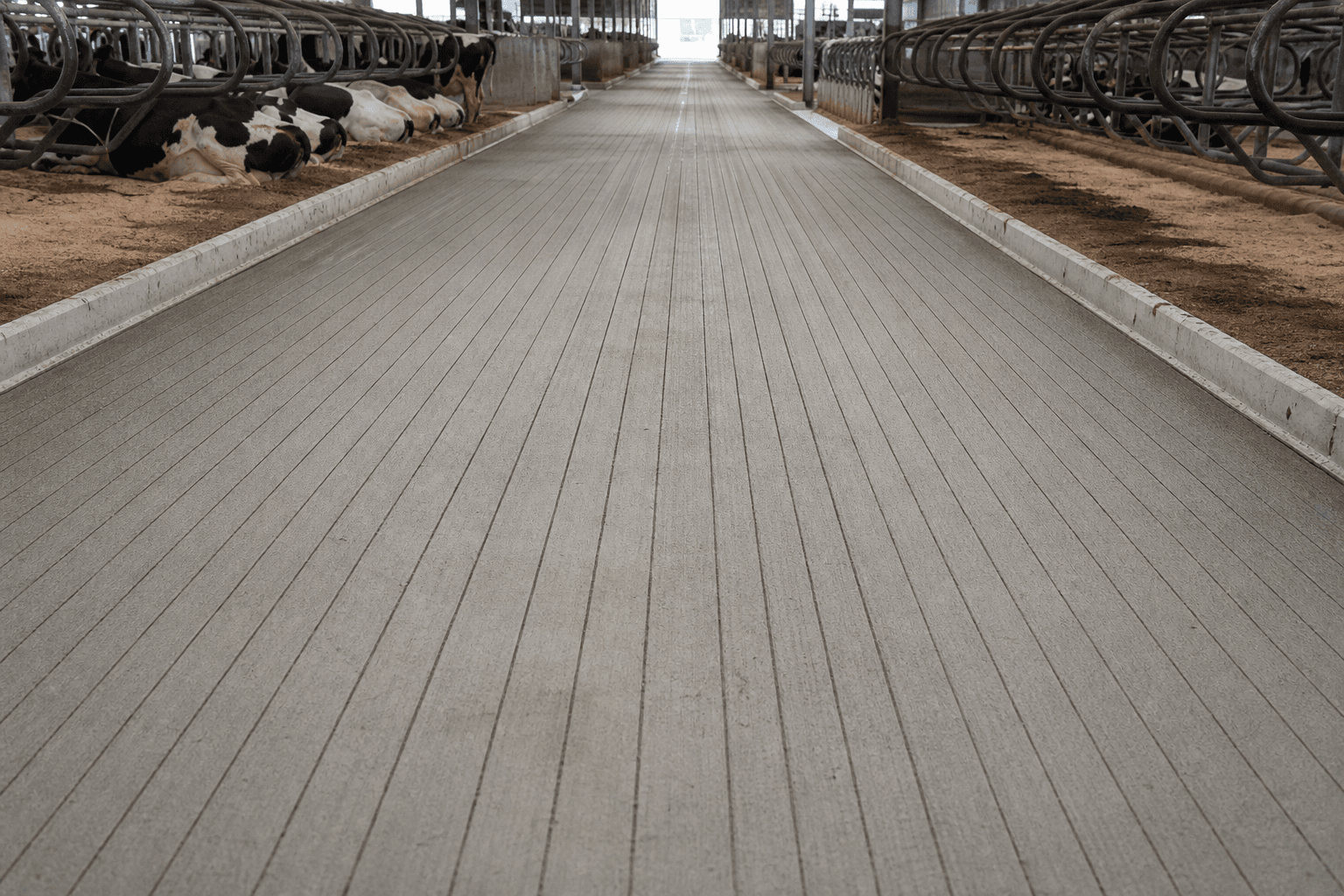 Long dairy barn alley with fresh straight-line concrete grooving