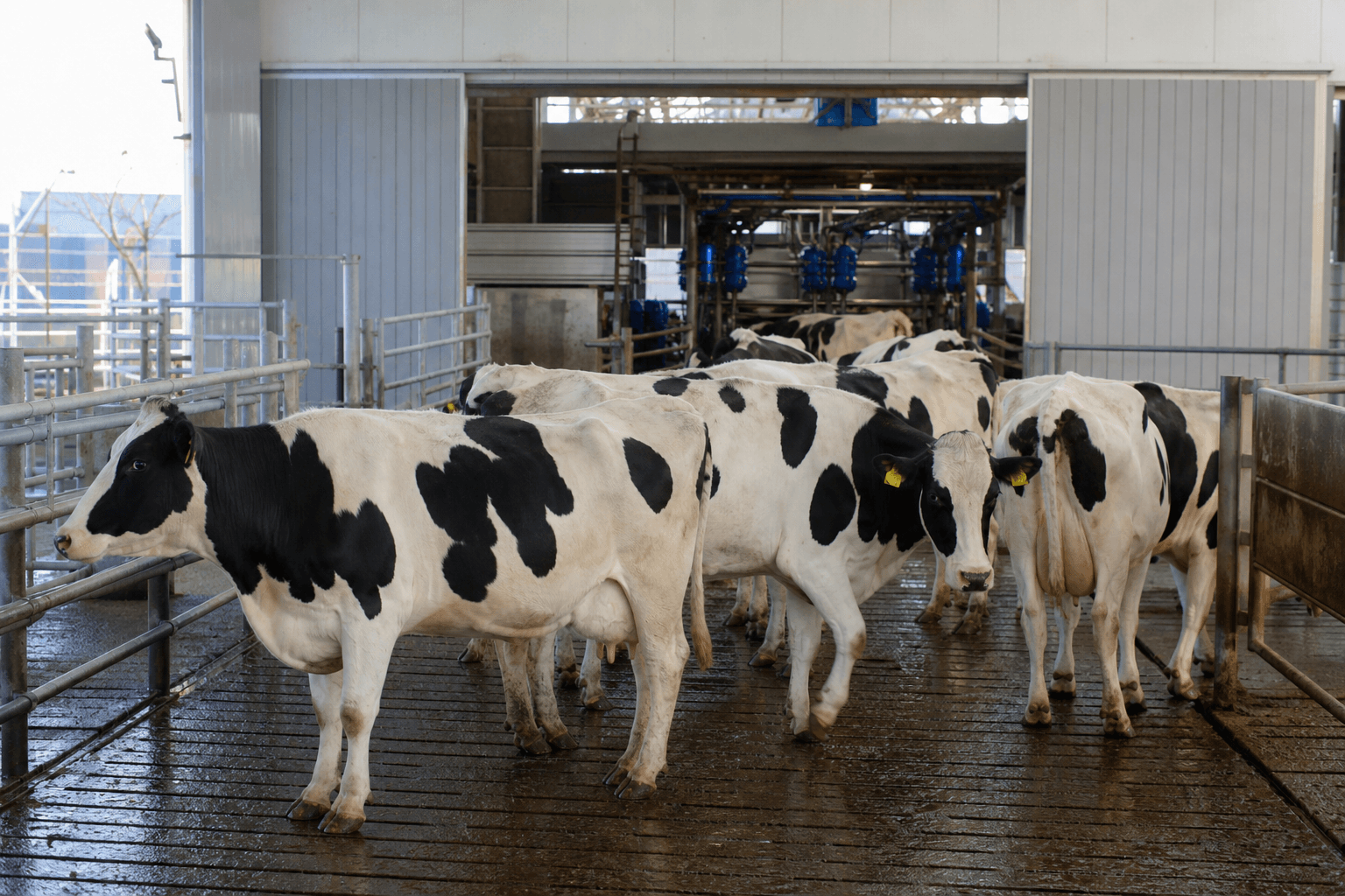 Calm dairy cows on grooved holding area and parlor floors moving efficiently through milking