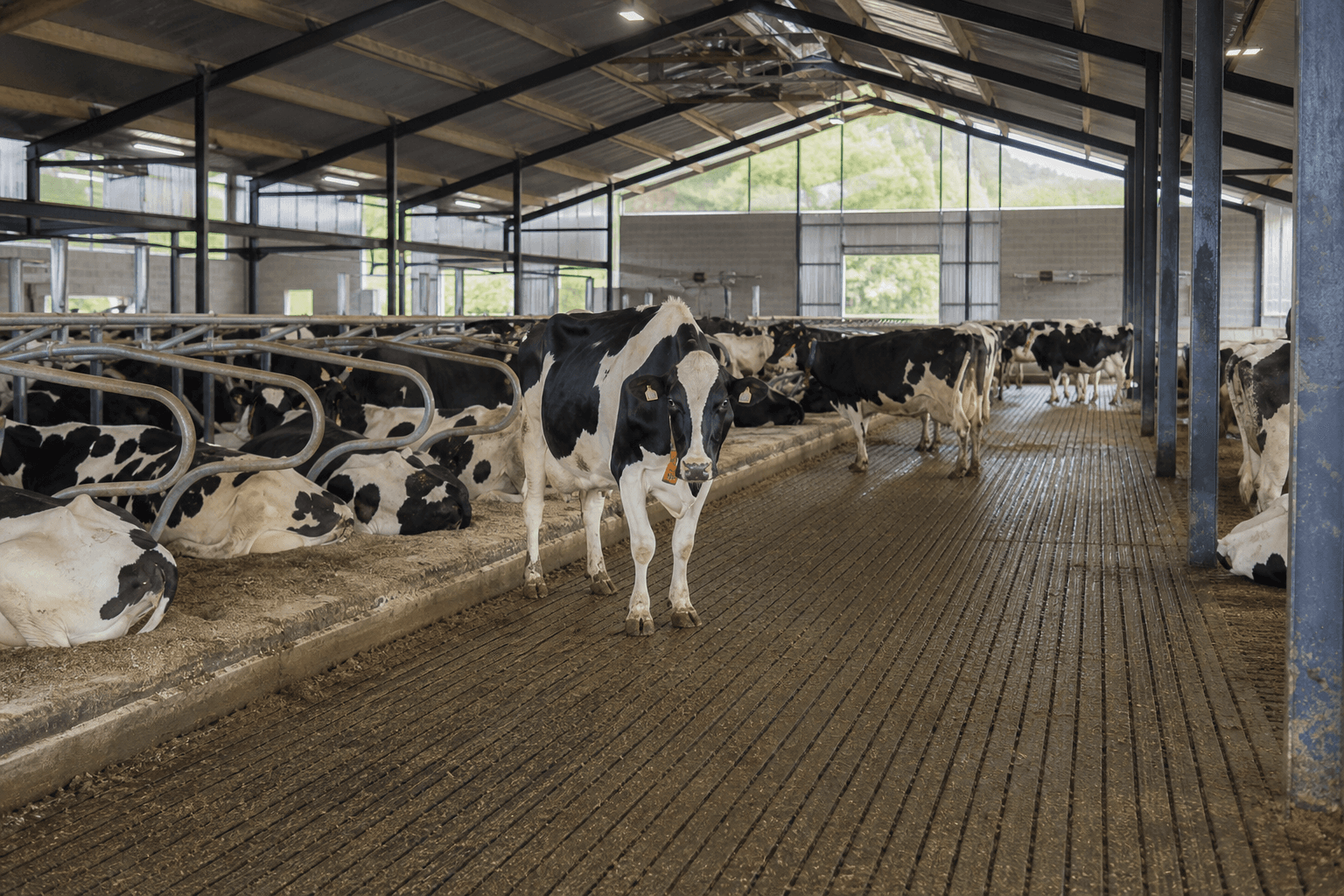 Step-by-step playbook for grooving smooth dairy barn concrete into secure cow footing